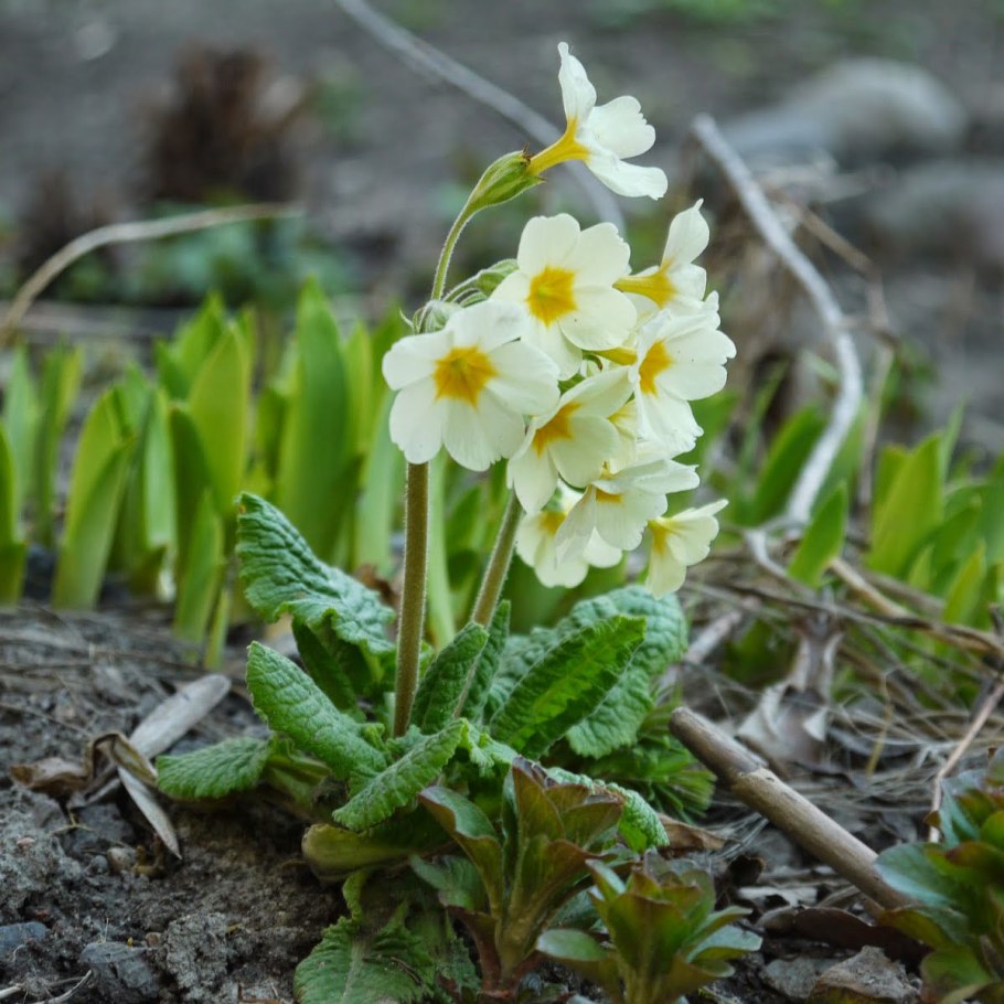 Первоцвет кьюйский (примула)