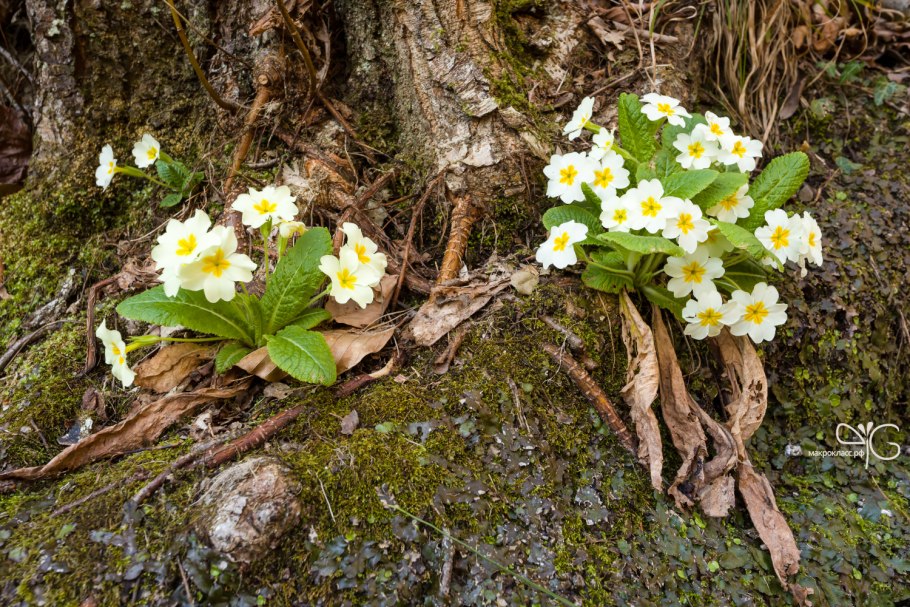 Примула высокая — Рrimula elatior