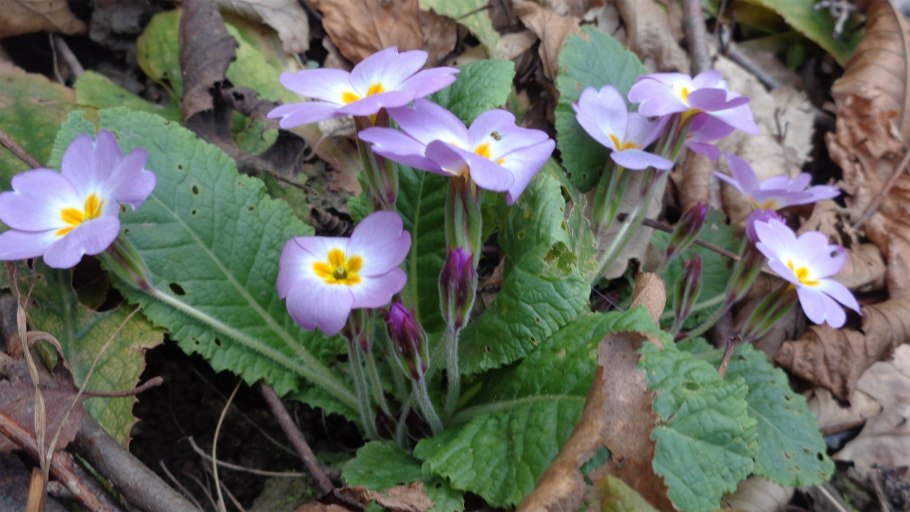 Первоцвет обыкновенный Плантариум