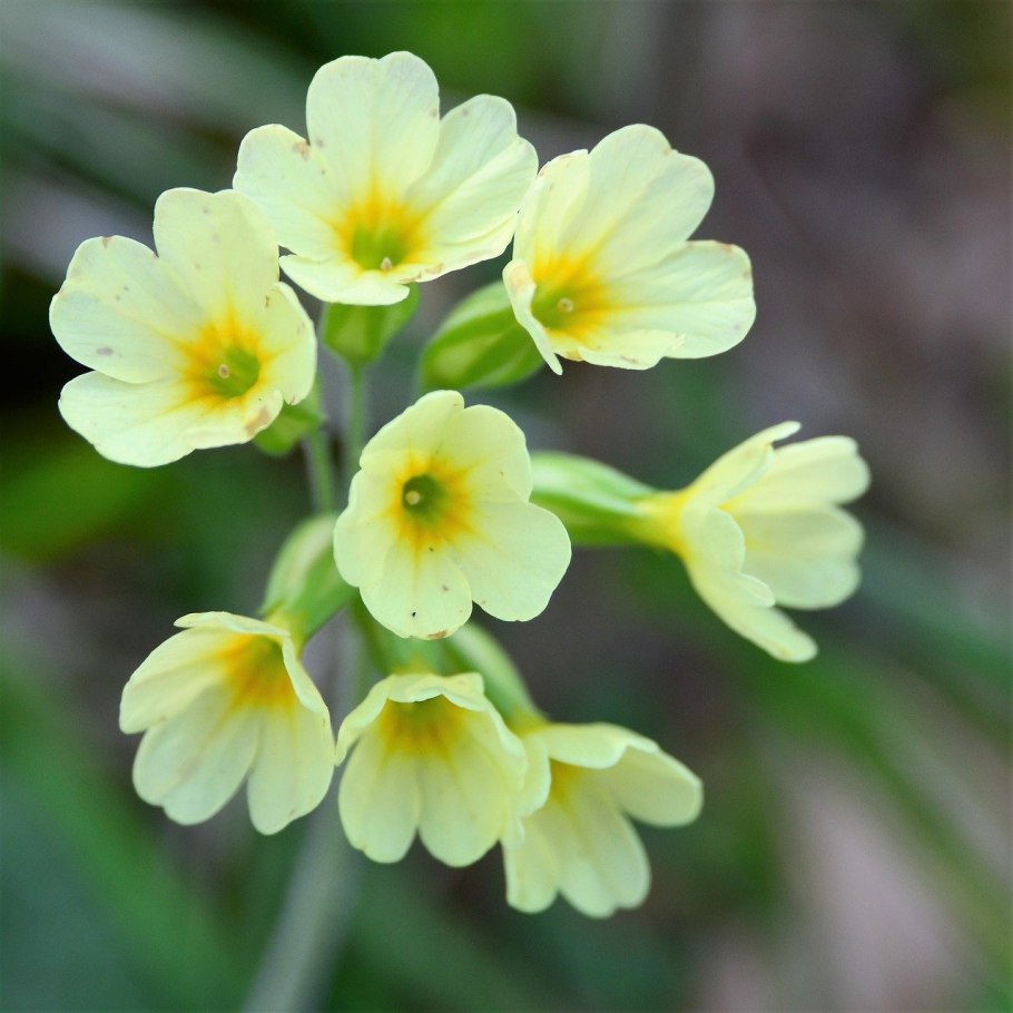 Первоцвет прострел