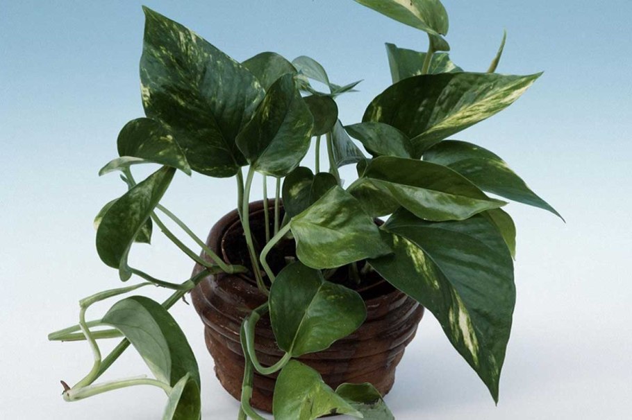 Цветок Годзилла Эпипремнум