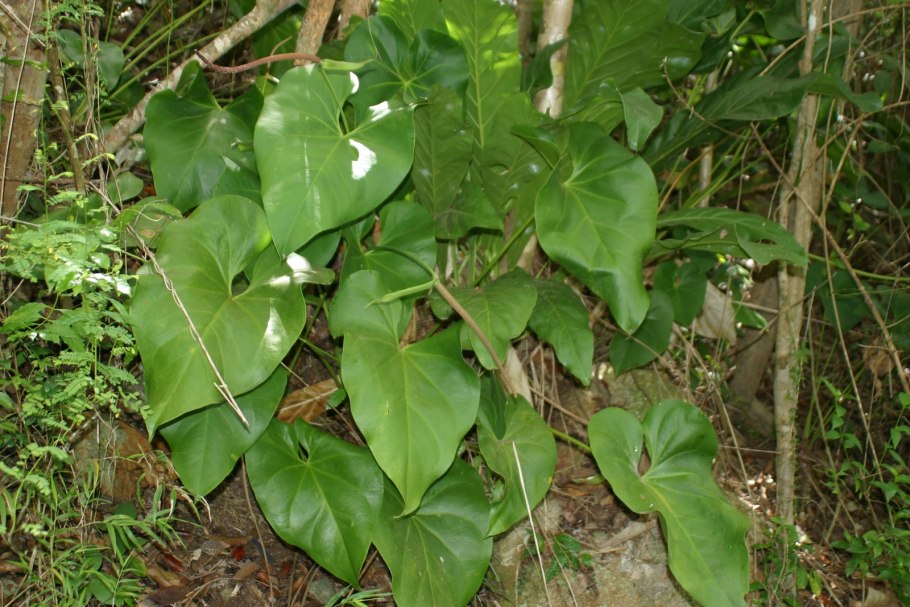 Антуриум лазящий Лиана