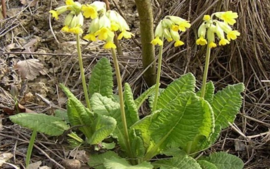 Первоцвет весенний примула баранчики