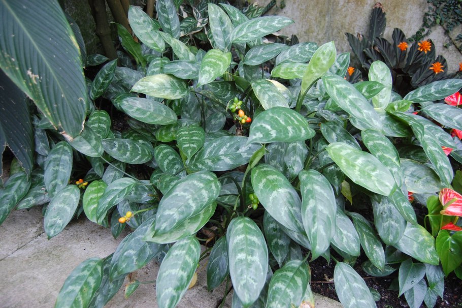 Филодендрон erubescens