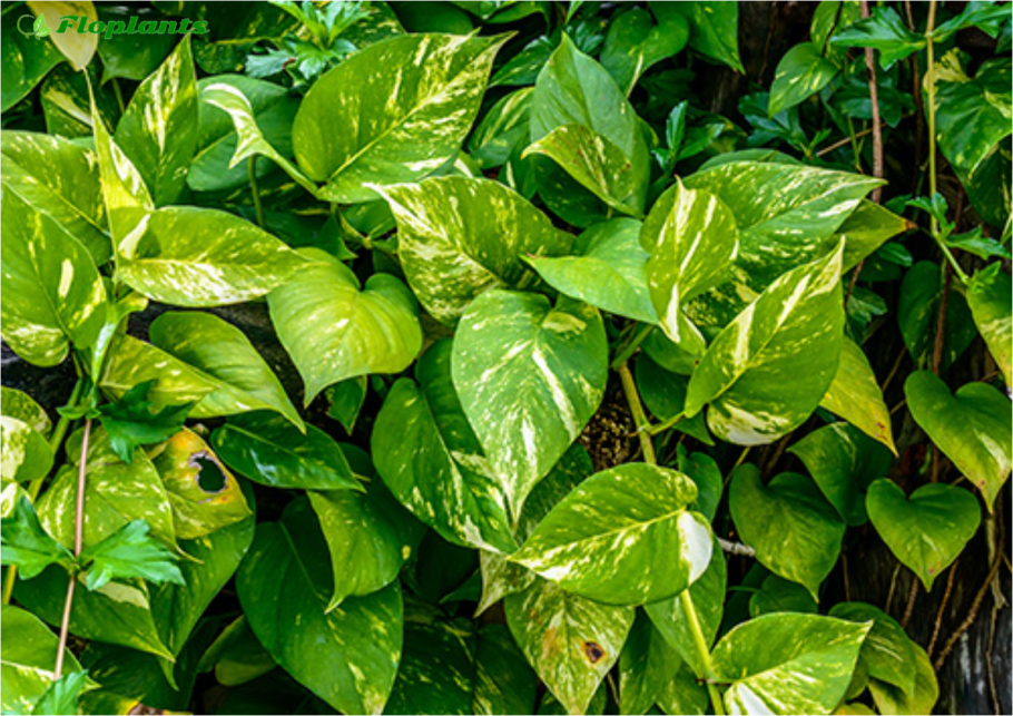 Лиана монстера деликатесная