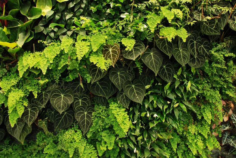 Антуриум лазающий