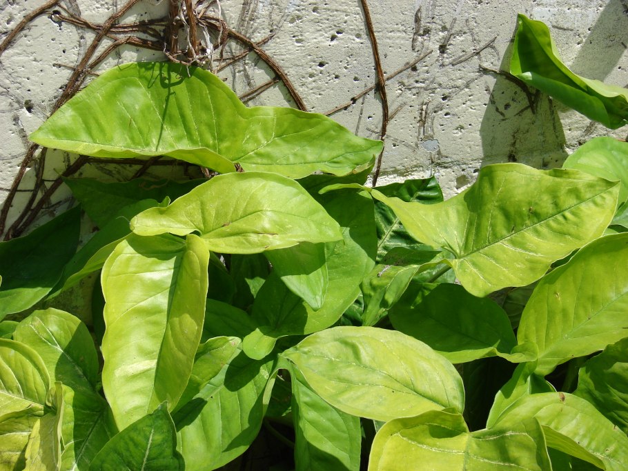 Сингониум Подофиллум вьющаяся Лиана