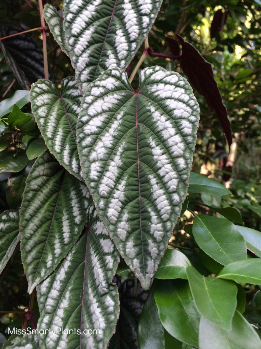 Ботанические иллюстрации Ароидные