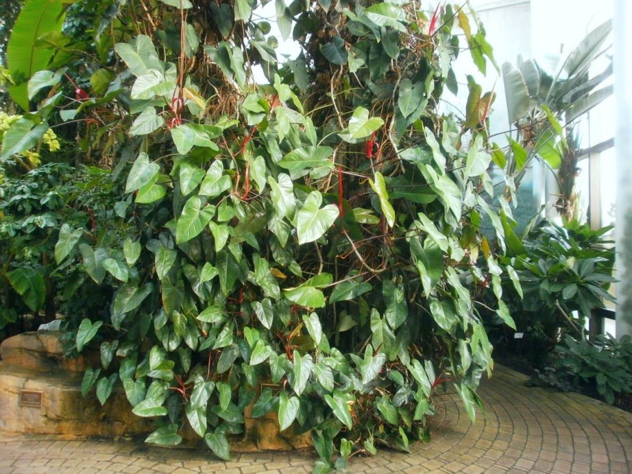 Алоказия Фрайдек