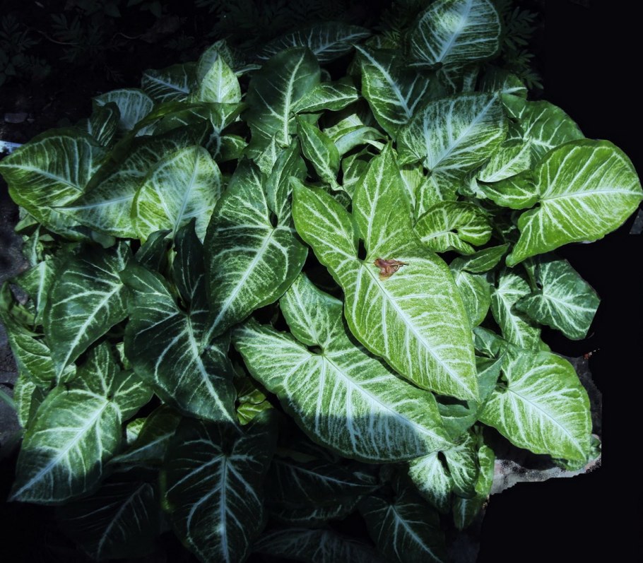 Сциндапсус лимонный неон