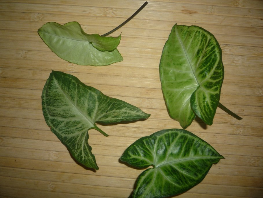 Антуриум Фламинго Браун