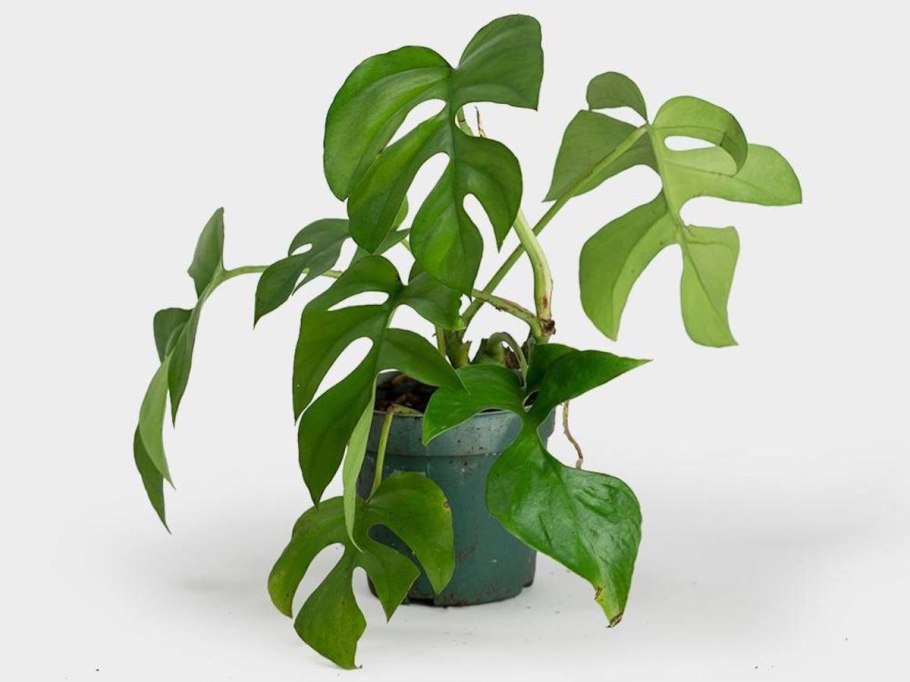 Сциндапсус расписной (Scindapsus pictus)