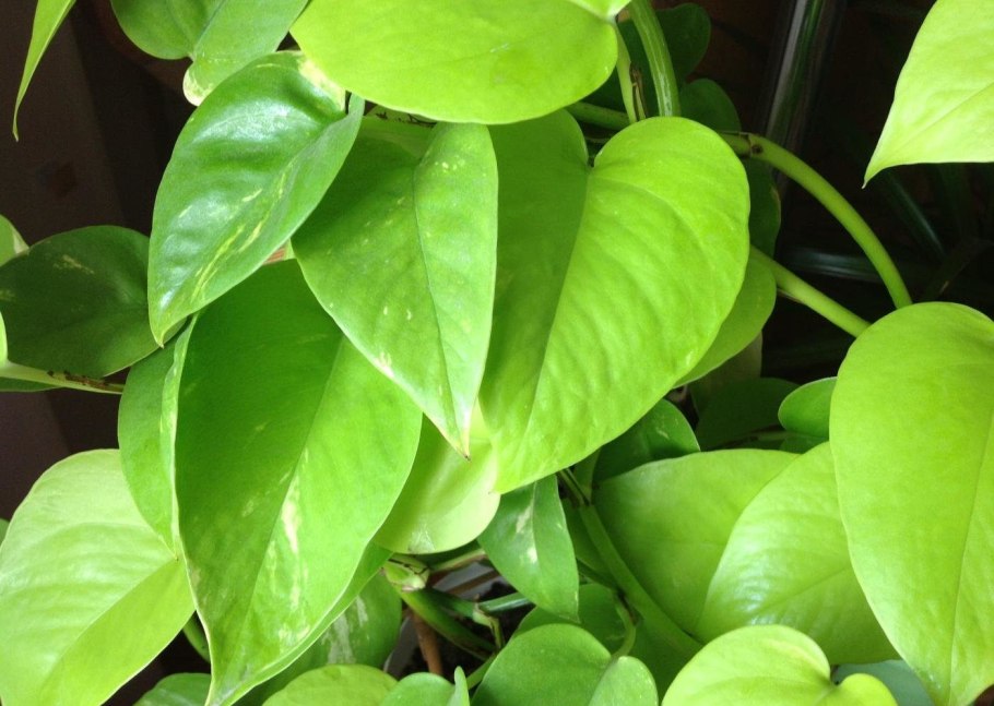 Филодендрон giganteum