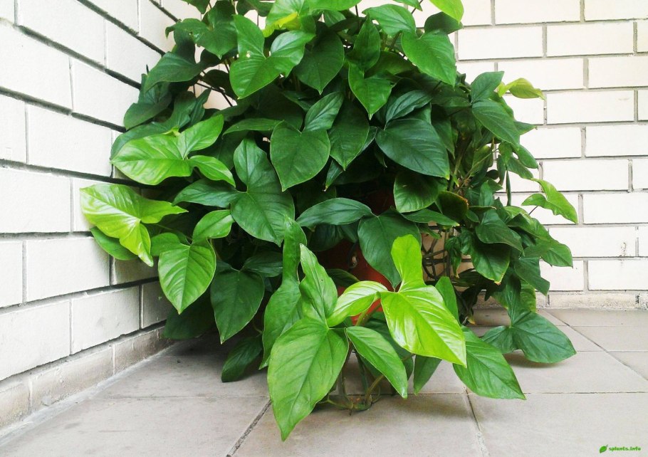 Сингониум Тропикана