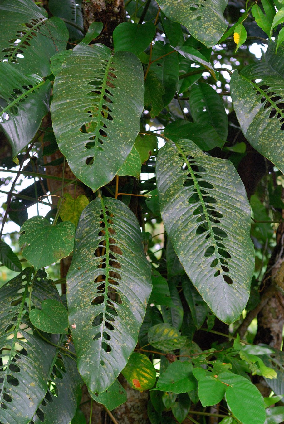 Филодендрон Ксанаду