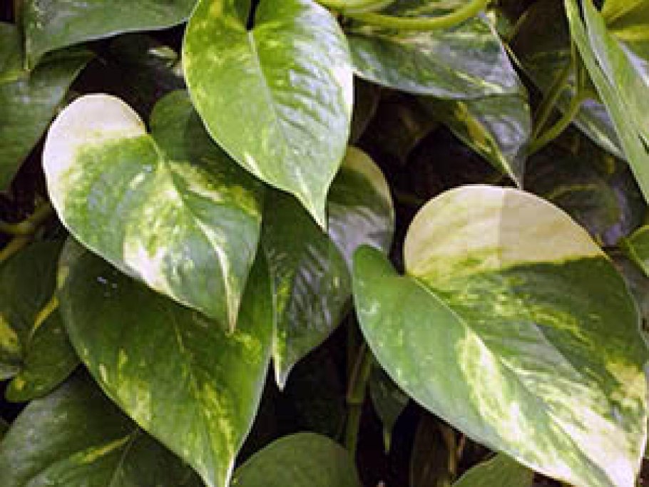 Эпипремнум золотистый Ароидные