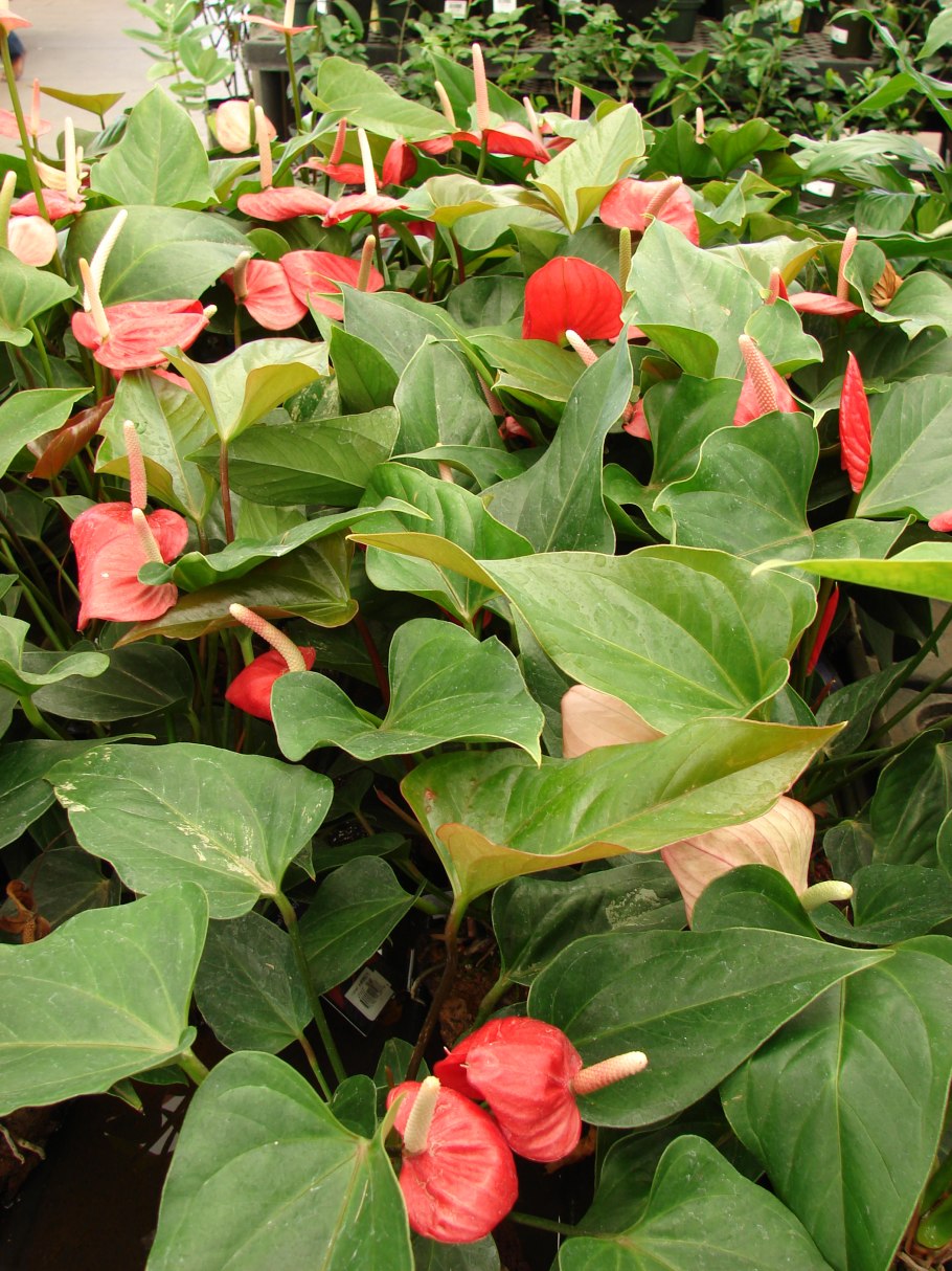 Филодендрон Лиана