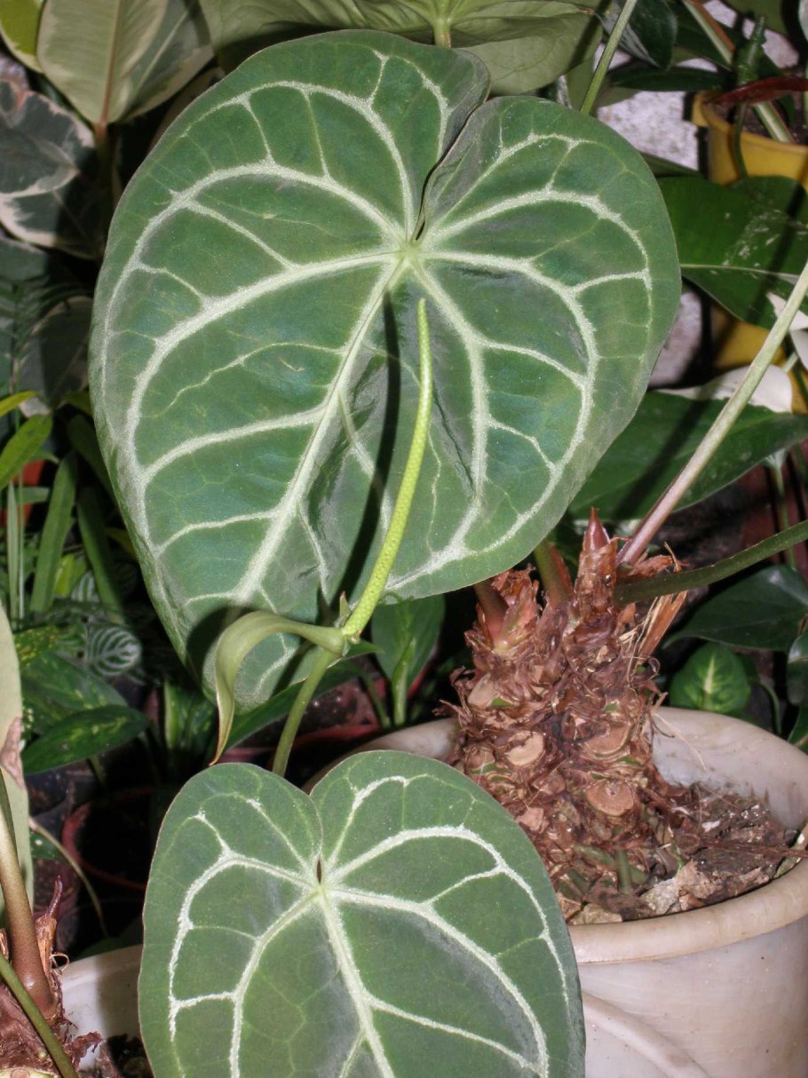 Циртосперма растение