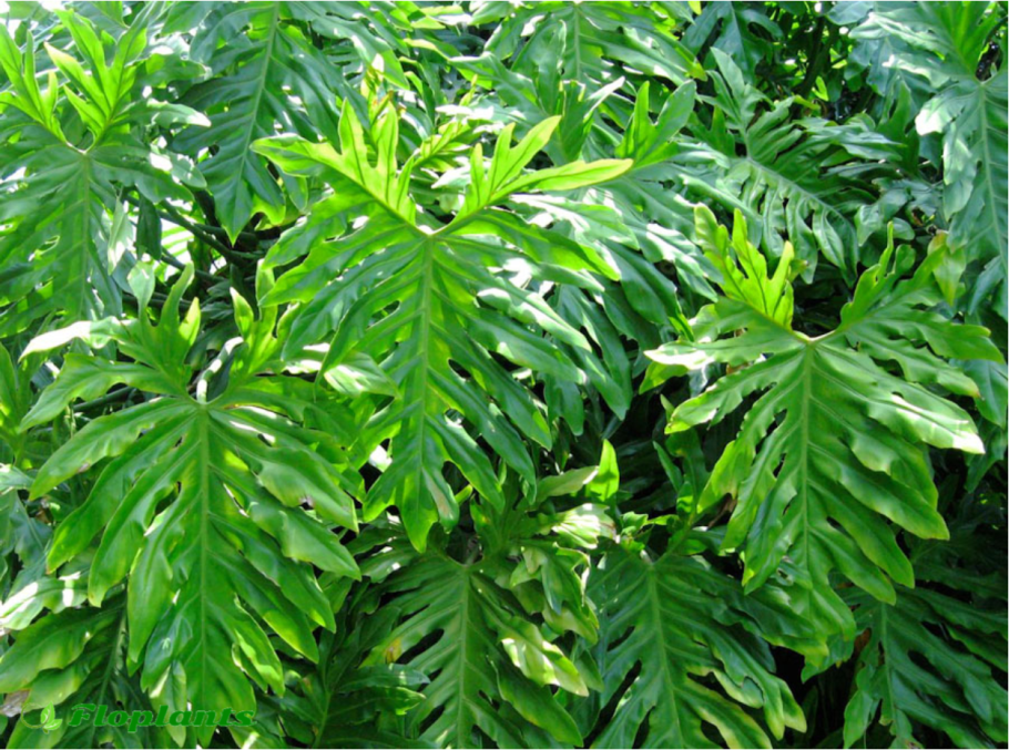 Сциндапсус Пиктус Аргиреус