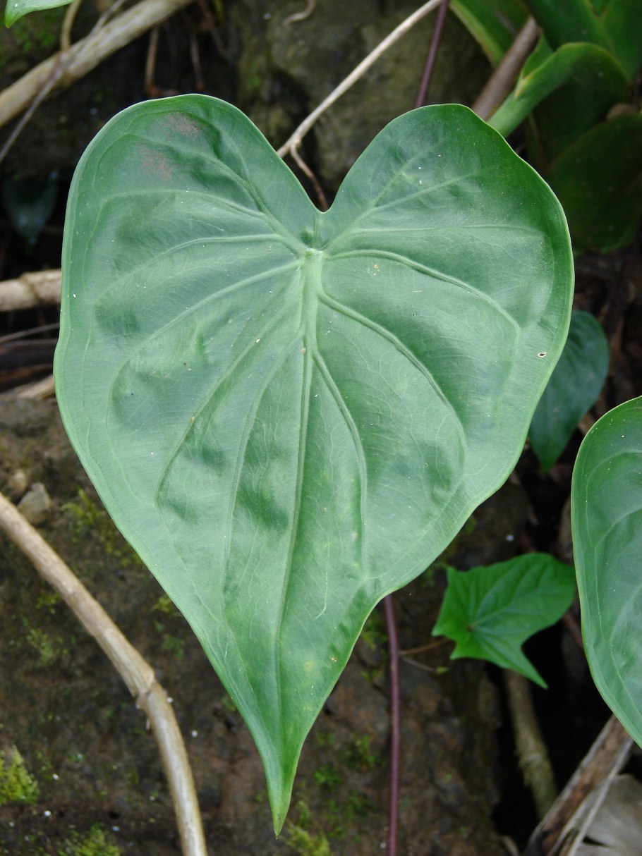 Лиана кирказон маньчжурский