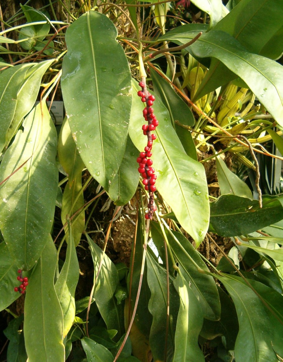 Сингониум ножколистный