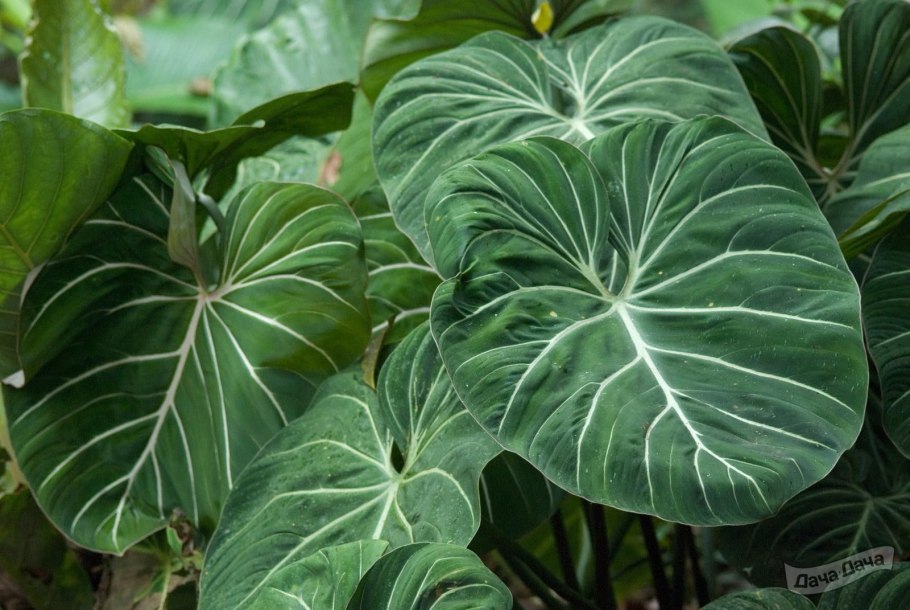 Зеленый город Ароидные