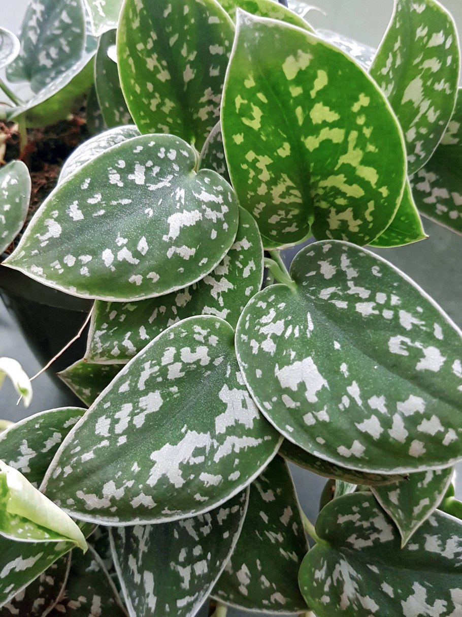 Филодендрон пастазанум