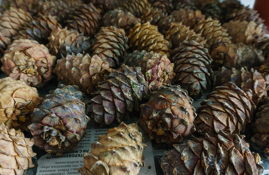 Красивая Кедровая шишка