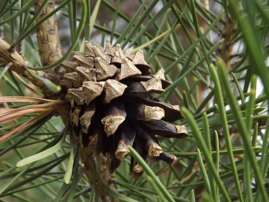 Алтай кедр шишки