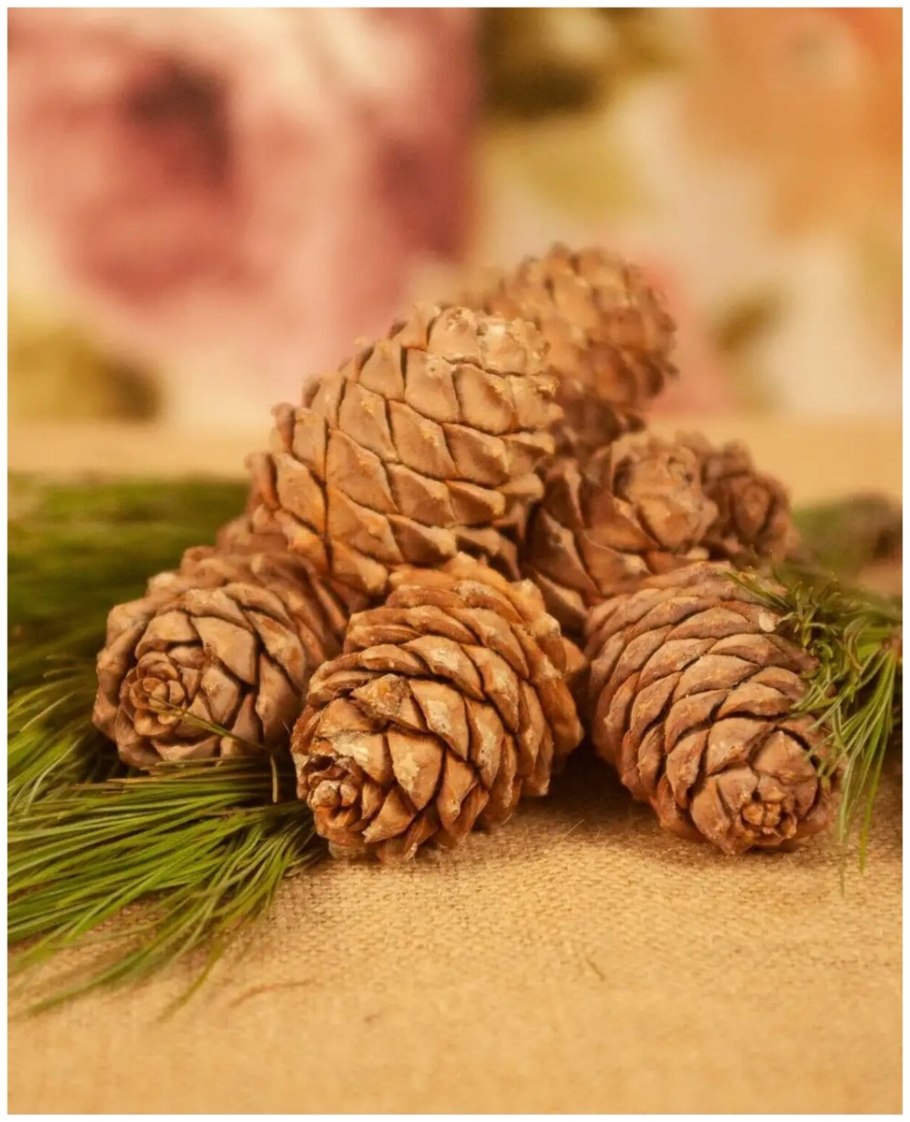 Кедр Гималайский шишки
