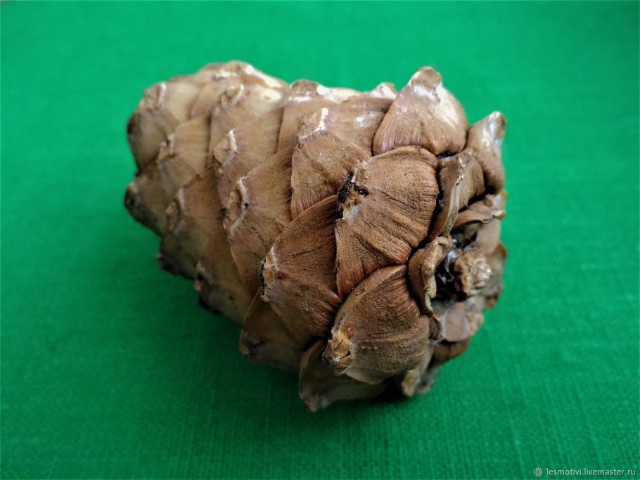 Цукаты из кедровой шишки