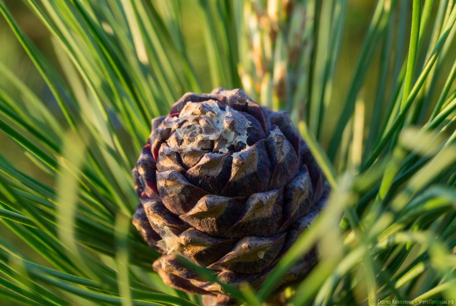 Сосновая ветка с шишками