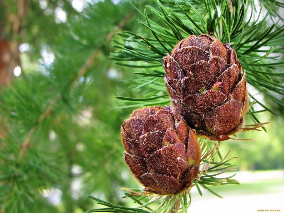 Шишка сосны орегонской