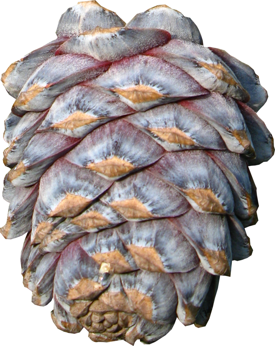 Сосна Коха шишки