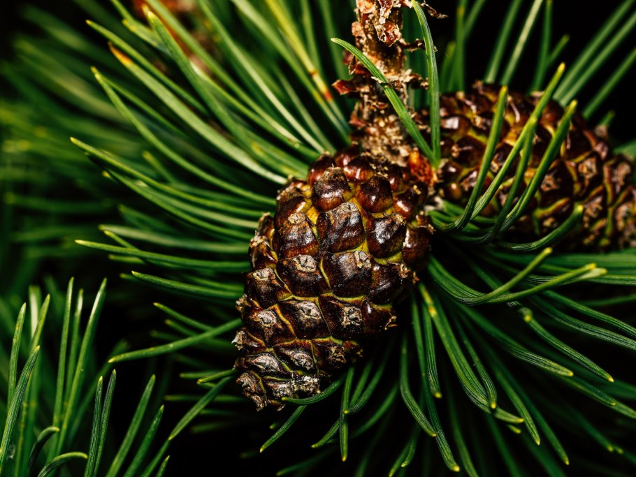 Кедровые шишки фото