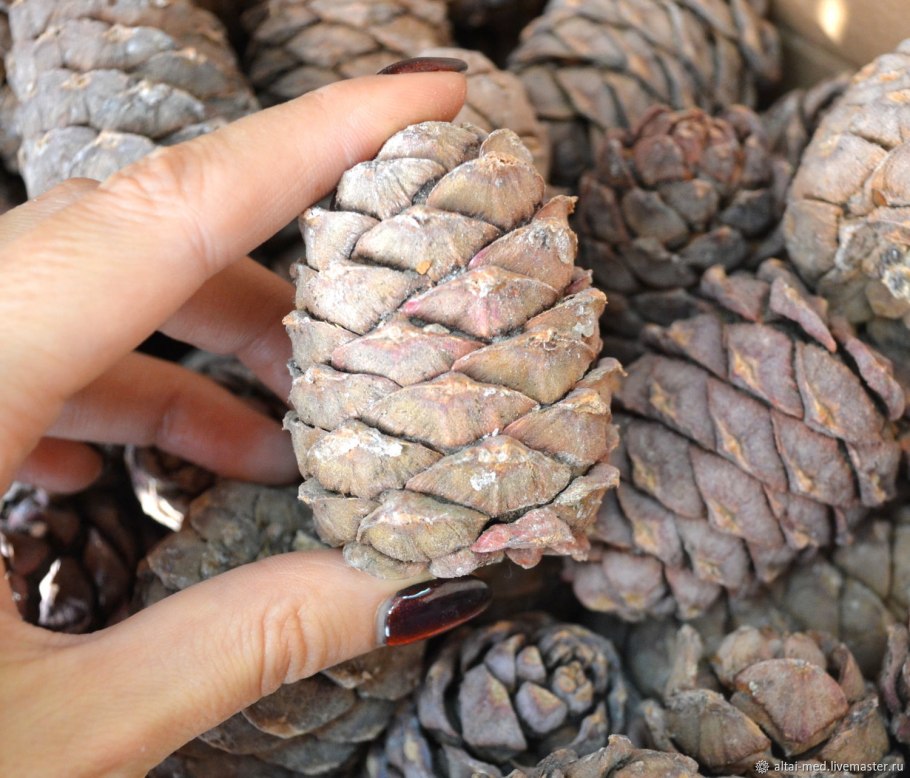 Как выварить шишки кедровые