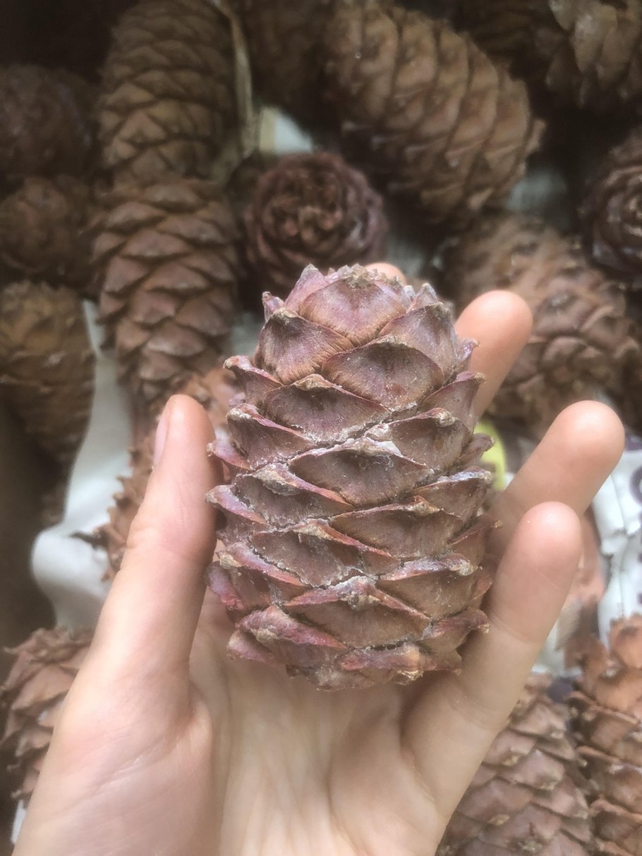 Ливанский кедр шишки орехи