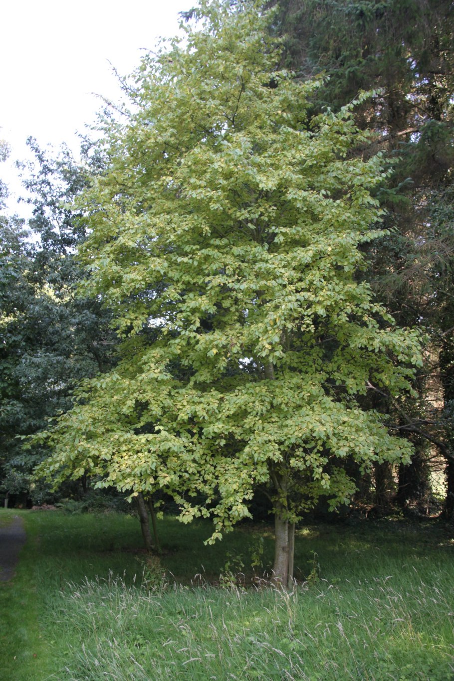 Alnus glutinosa pendula