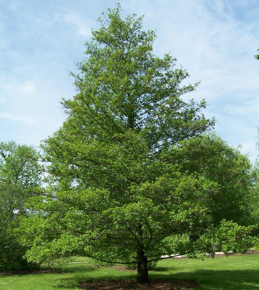 Дерево пользователей