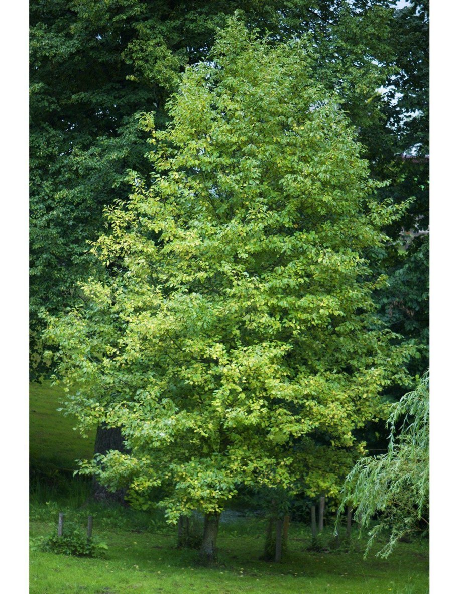 Ольха японская (Alnus japonica)