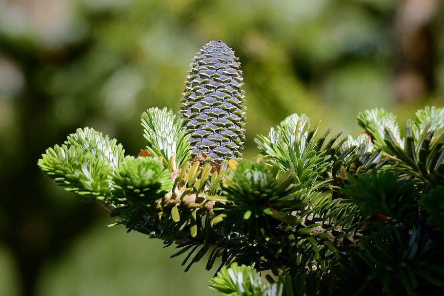 Голубая ель Исеть