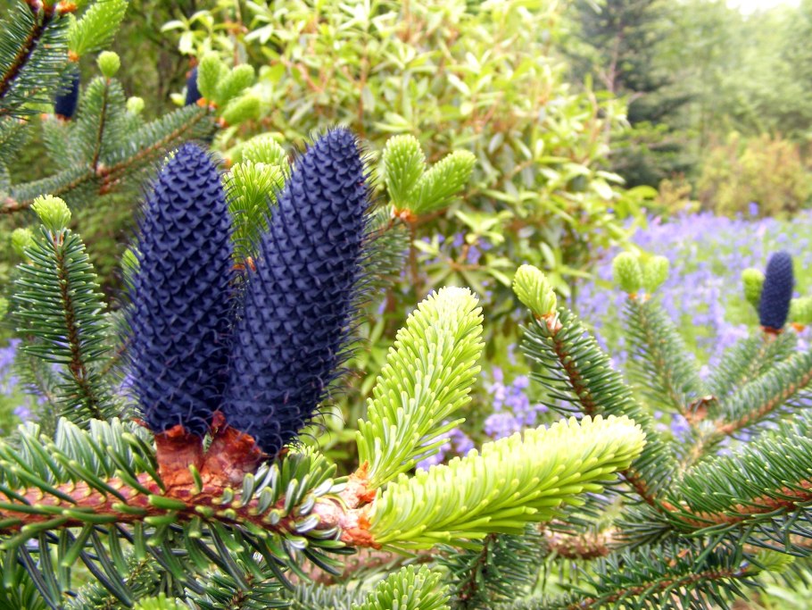 Abies lasiocarpa