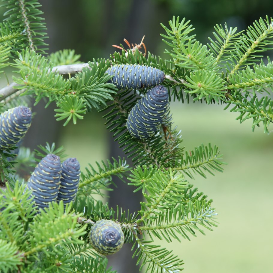 Еллоу сосна