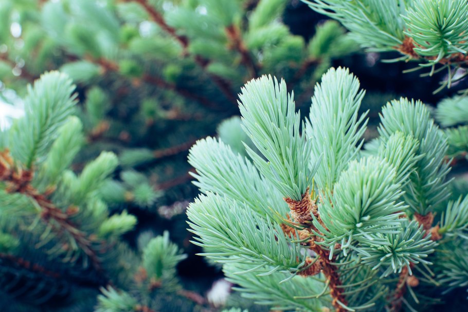 Кедровая шишка