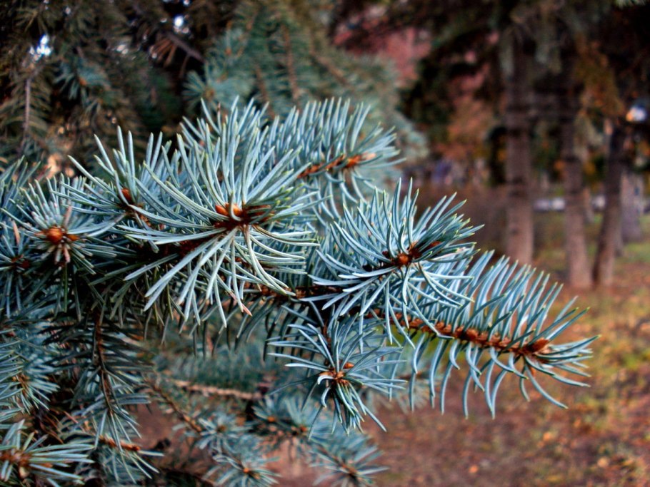 Ель кустарниковая