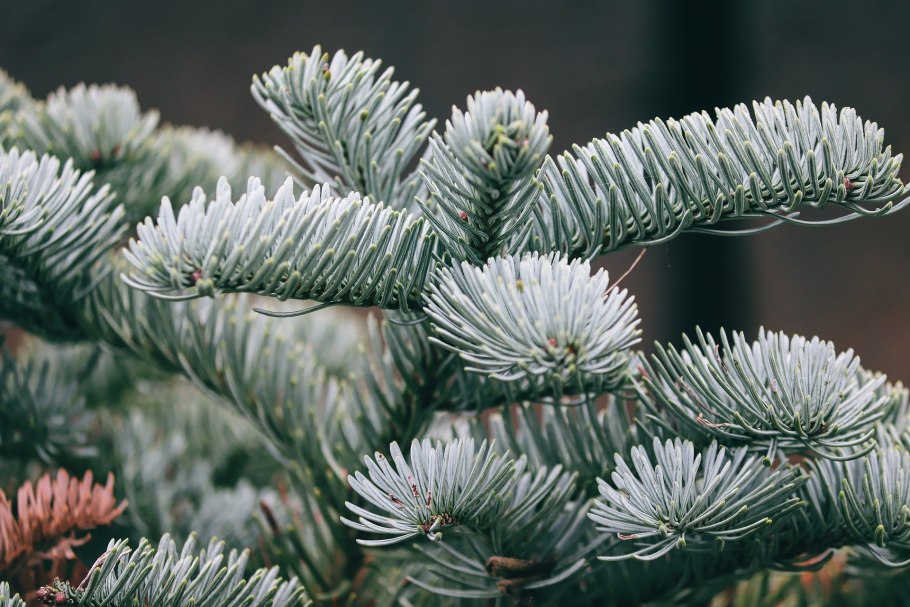 Цветущий хвойник