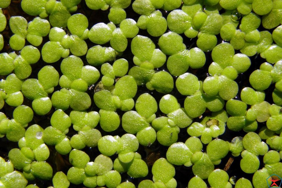 Волффиа аррхиза