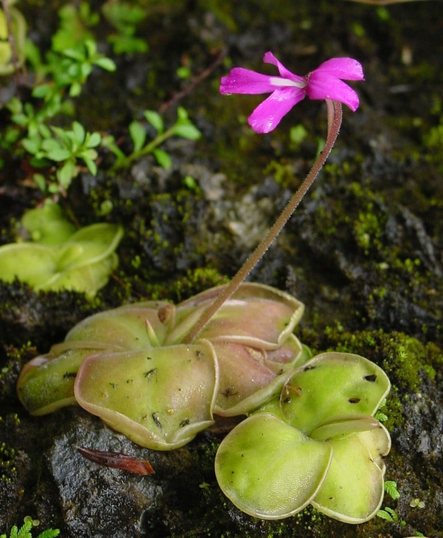 Вольфия бескорневая