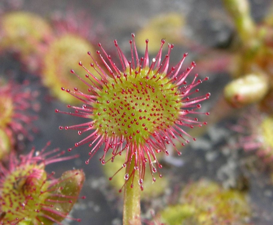 Виктория Амазонская Никитский Ботанический сад