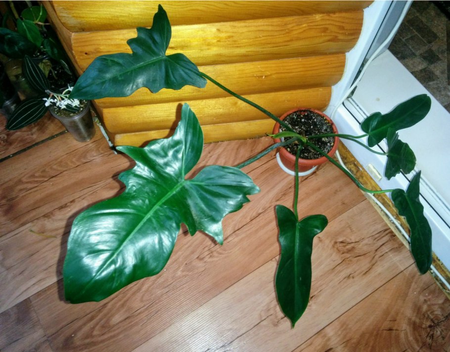 Филодендрон Голден Ксанаду